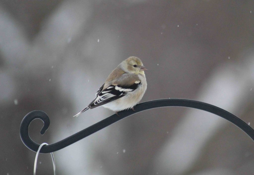 American Goldfinch perched on a branch.