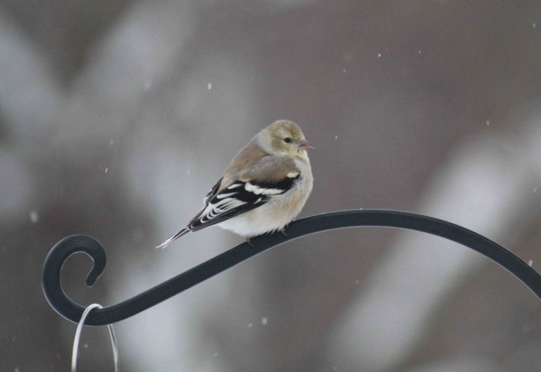 American Goldfinch perched on a branch.