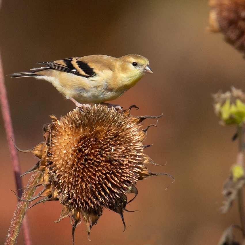 American Goldfinch on a dead sunflower.