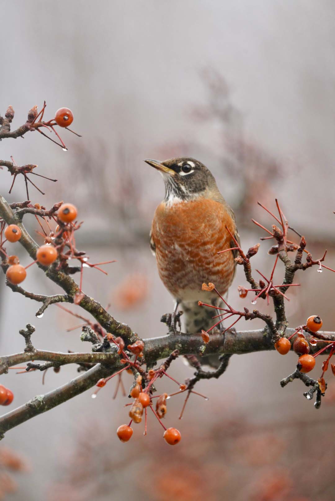 American Robin on a fruit branch.