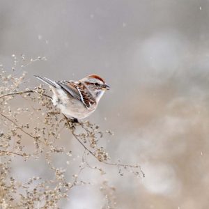 American Tree Sparrow on frosty vegetation.