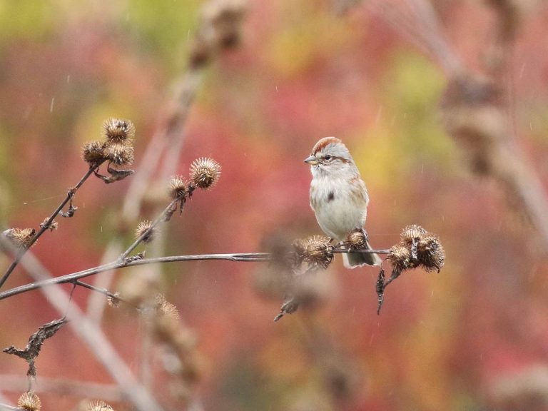 An American Tree Sparrow on some dead vegetation.