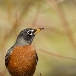 American Robin Feeding on the Ground