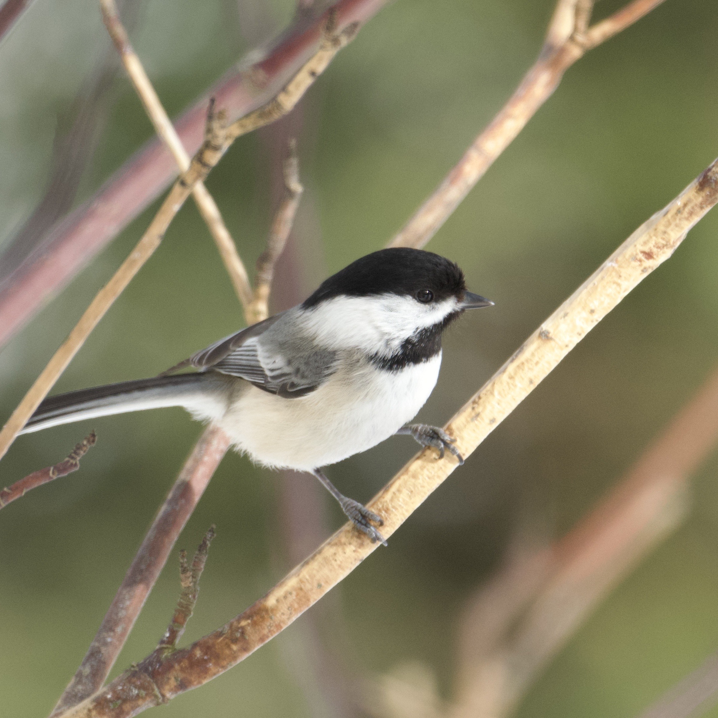 Black-capped Chickadee perched on a tree branch.