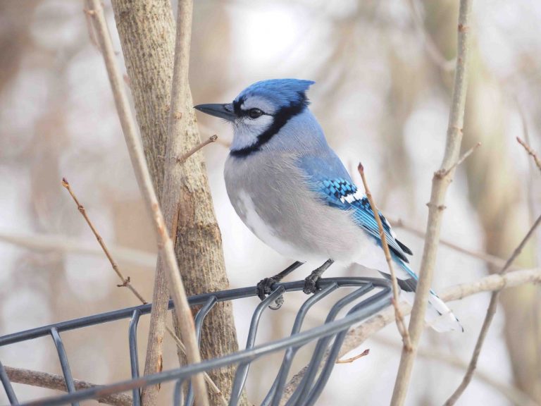 Blue Jay perched on a wire.