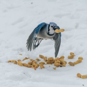 Blue Jay carrying away peanuts.