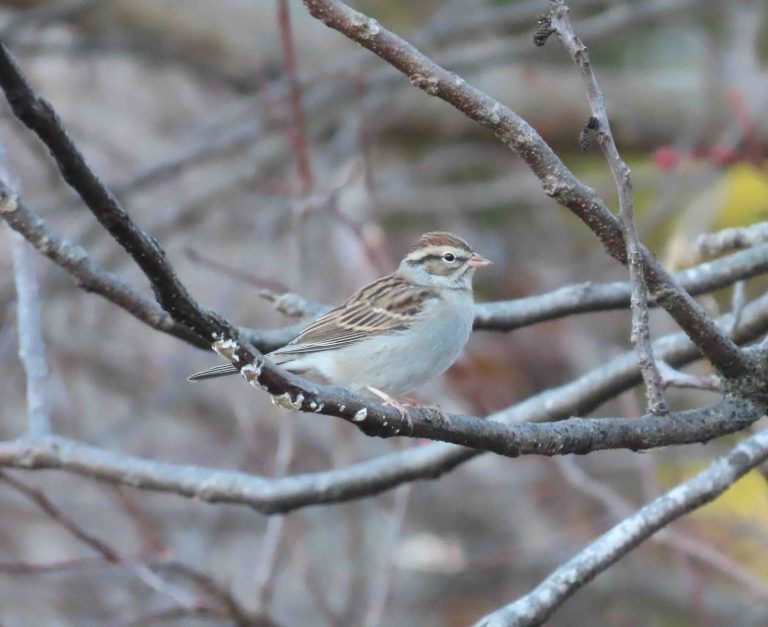 A Chipping Sparrow in winter plumage perched on a branch.