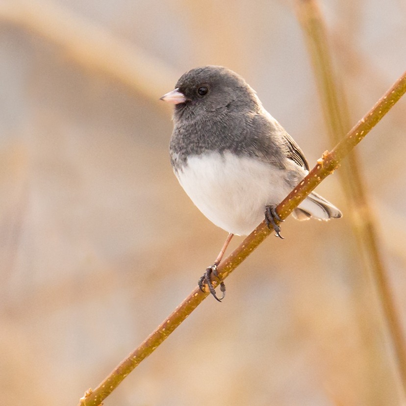 Dark-eyed Junco perched on a stem.