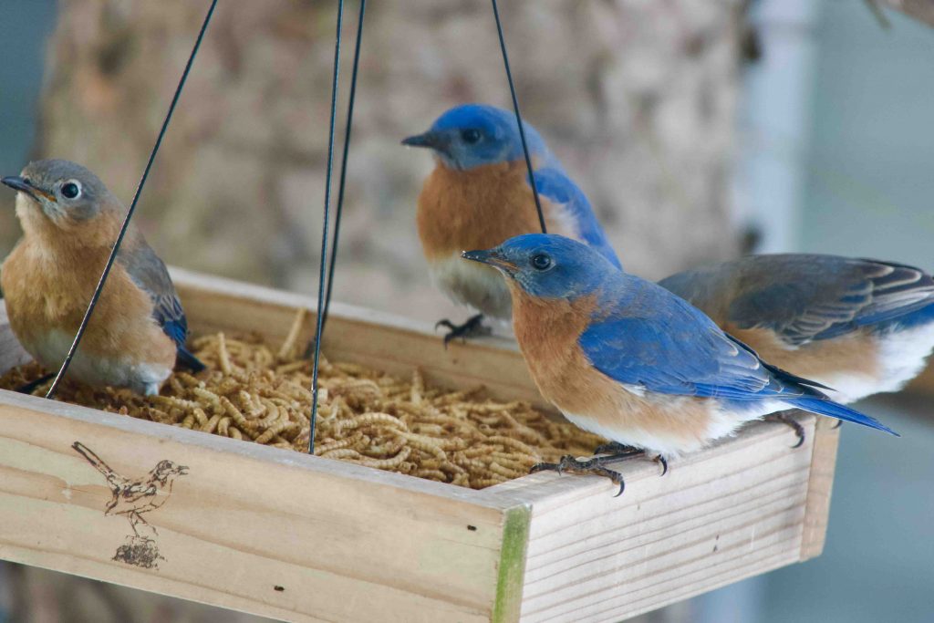 Eastern Bluebirds on a feeder platform.