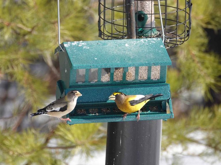 A male and female Evening Grosbeak on a bird feeder.