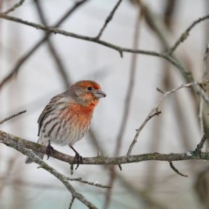 House Finch on a branch.