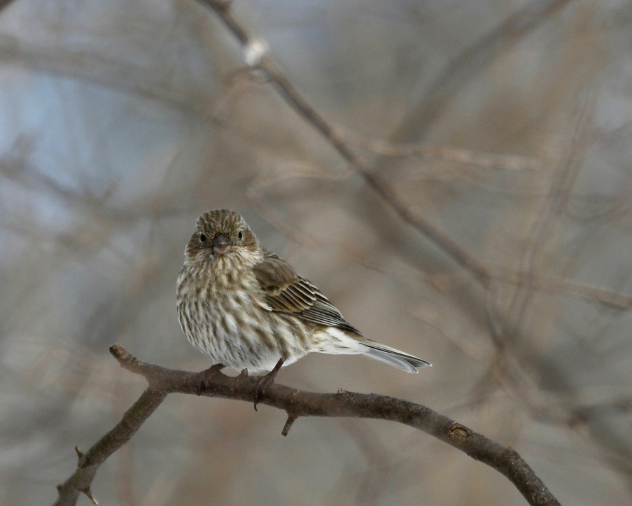 House Finch perched on a branch, photo by Rebecca Scott, 2025 BWBS.