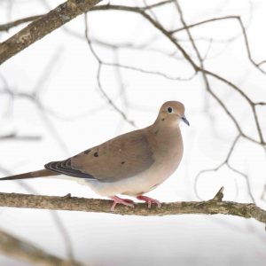 Mourning Dove on a branch.