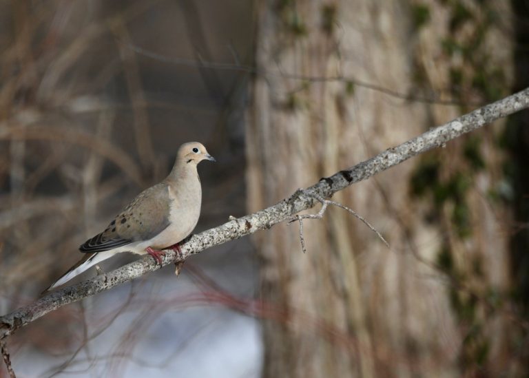 Mourning Dove perched on a branch.