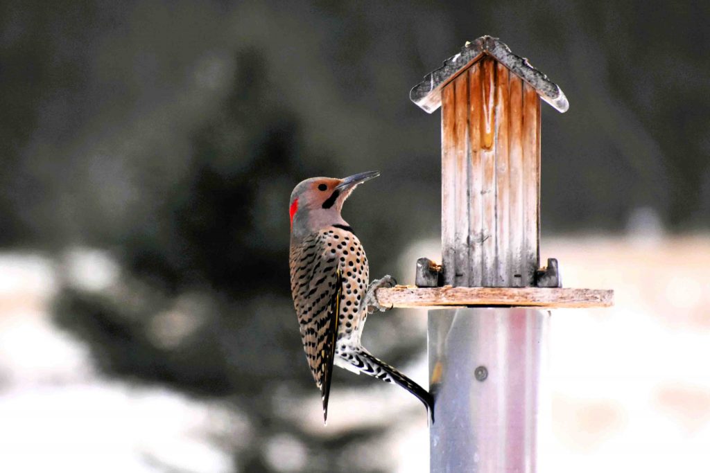 Northern Flicker perched in a New Hampshire backyard, winter 2025.