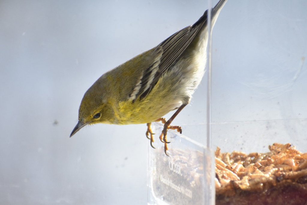 Pine Warbler perched on a branch in winter.