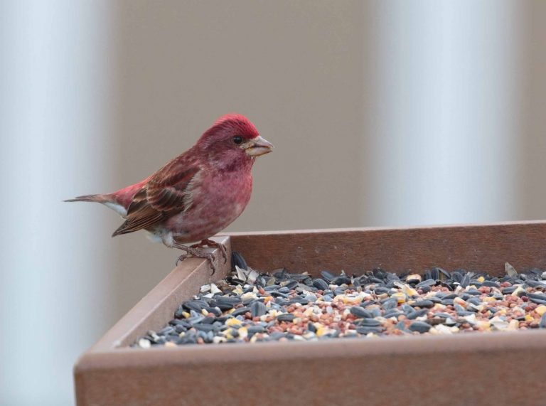 Purple Finch on a bird feeder. Bright purple male.