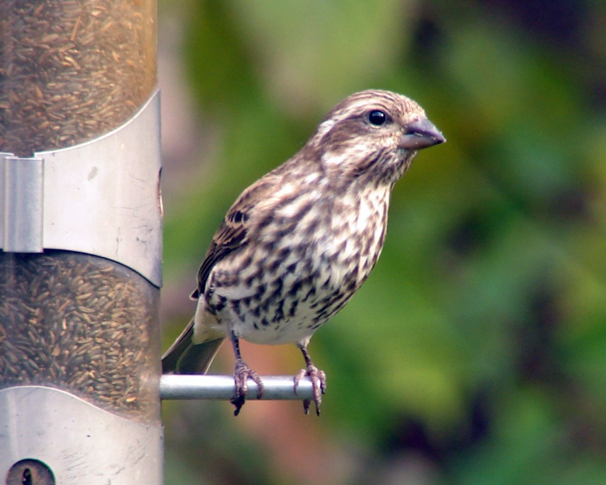 Female Purple Finch perched at a bird feeder.