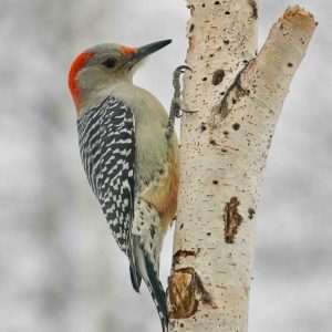 Red-bellied Woodpecker climbing on a birch tree