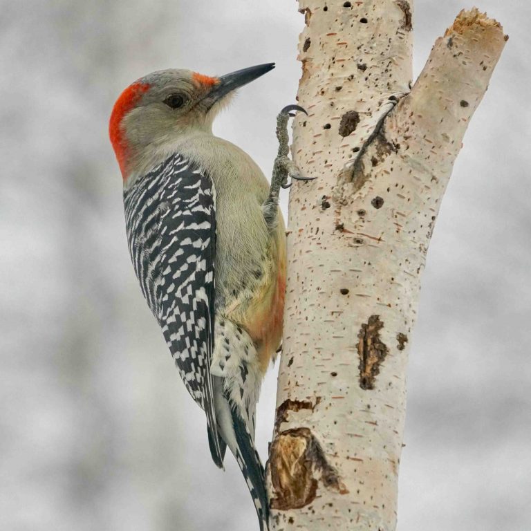Red-bellied Woodpecker climbing on a birch tree