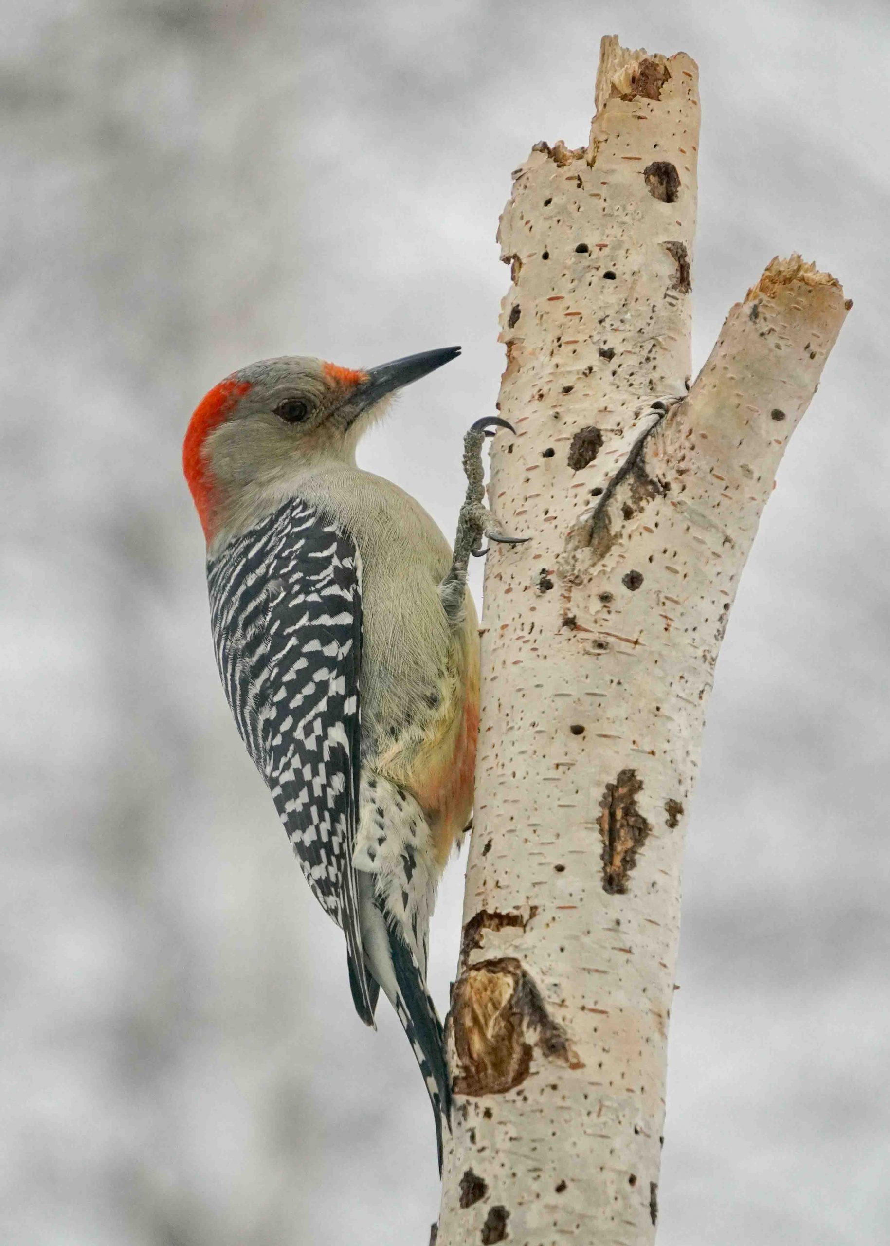 Red-bellied Woodpecker on a birch tree.