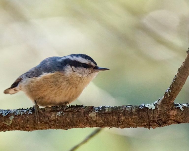 Red-breasted Nuthatch perched on an icy branch.