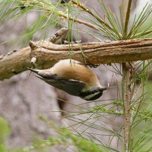 Red-breasted Nuthatch upside down on a branch.