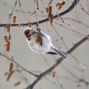 Redpolls hanging on birch branches.