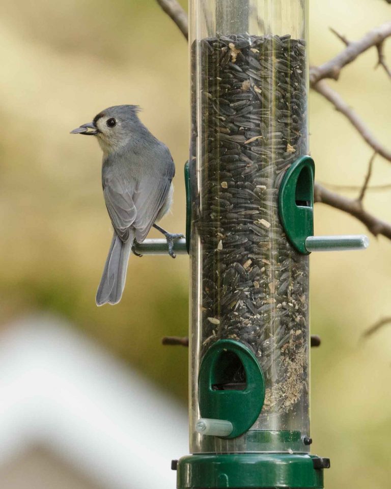 A small gray bird with a crest.