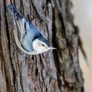 White-breasted Nuthatch upside down on a tree.
