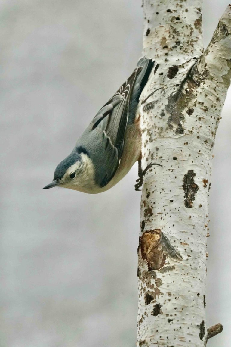White-breasted Nuthatch climbing down a birch tree.