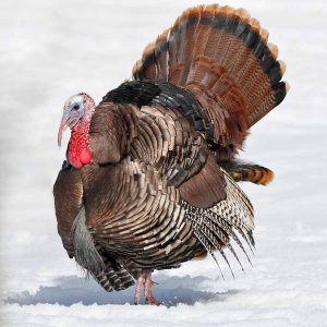 Wild Turkey in the snow.