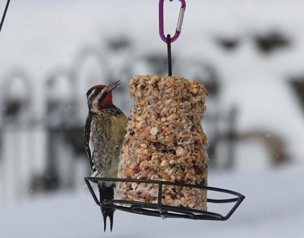 Yellow-bellied Sapsucker perched at a suet feeder, photo by Fran Keenan, 2025 BWBS.