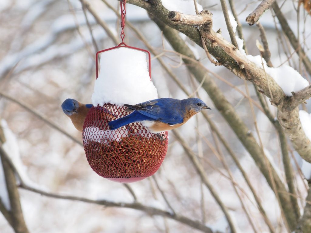 Eastern Bluebirds on a feeder.