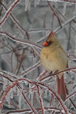 A muted brown female Northern Cardinal perched on icy branches.
