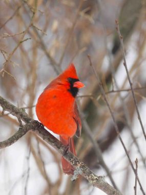 A bright red male Northern Cardinal.