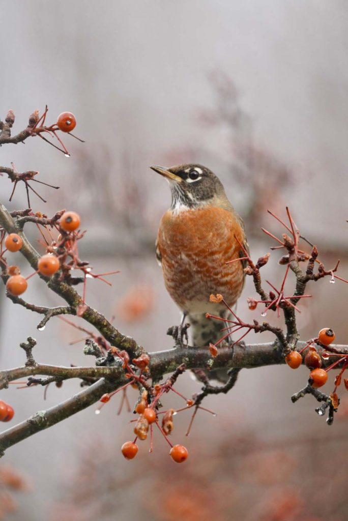 American Robin on a fruit branch.