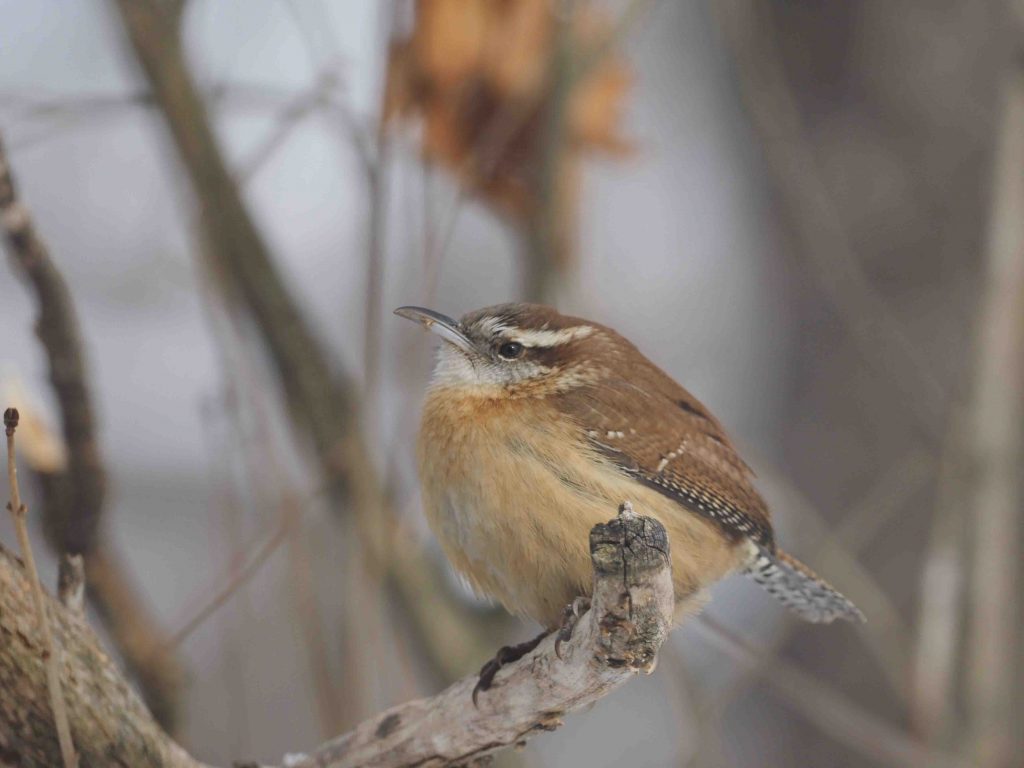 Carolina Wren with white eyebrows and decurved bill in winter.