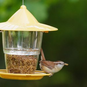 Carolina Wren at a bird feeder.