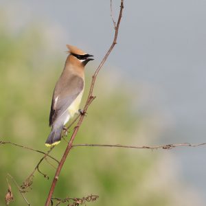 Cedar Waxwing on a branch.