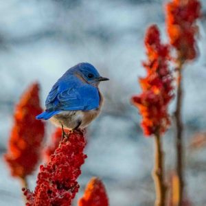 Eastern Bluebird perched on a branch.