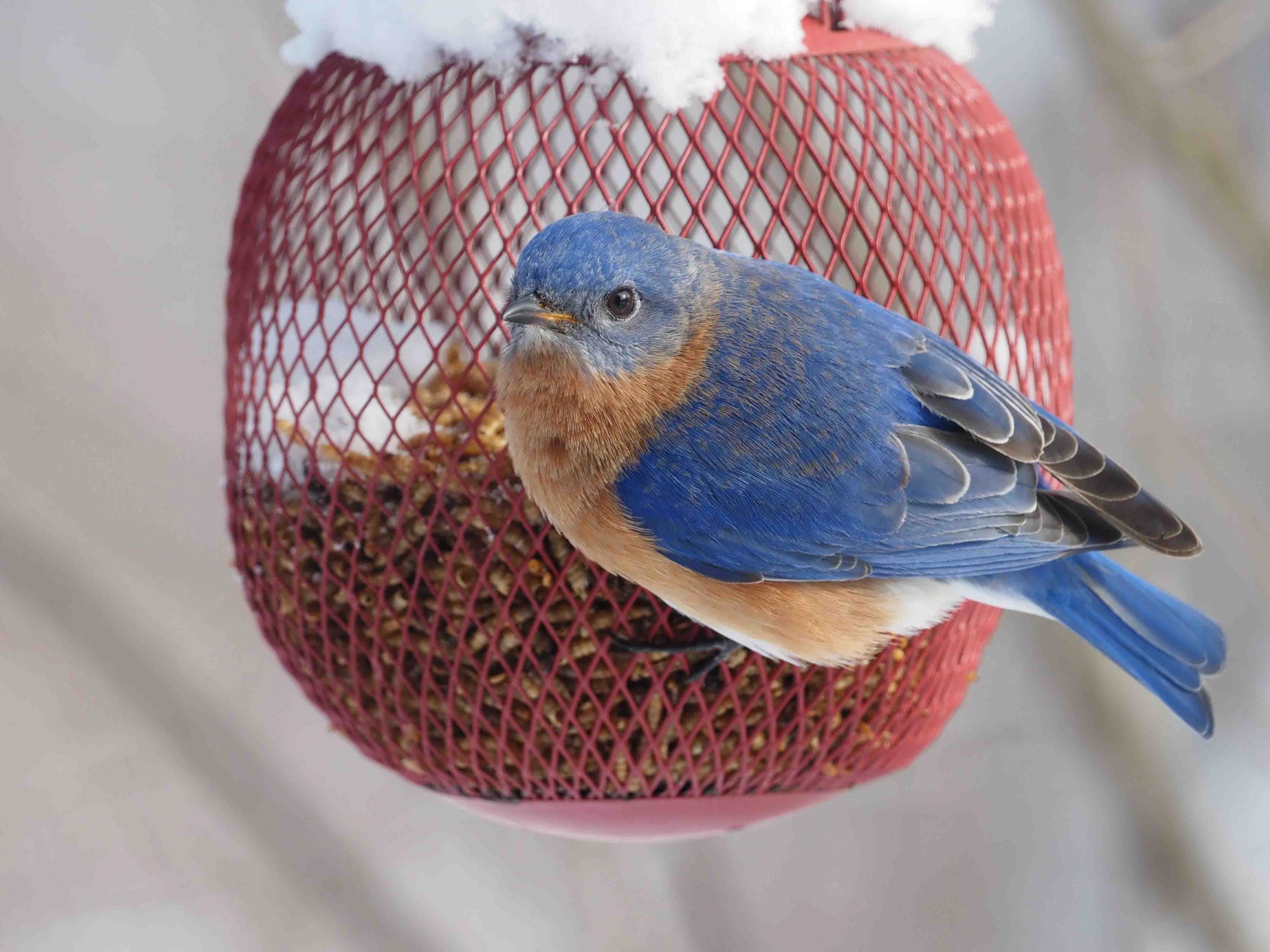 Male Eastern Bluebird showing bright blue back and orange breast in winter.