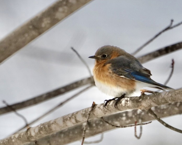 Female Eastern Bluebird with muted blue and orange plumage in winter.