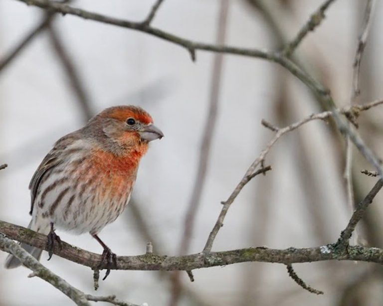 A male House Finch perched on a branch.