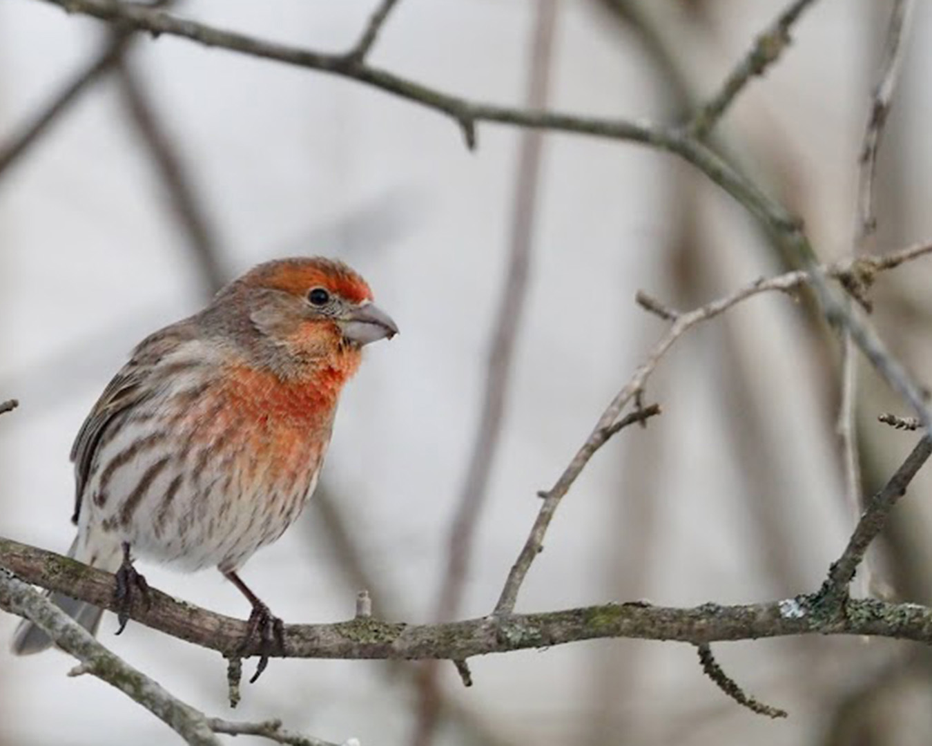 A male House Finch perched on a branch.