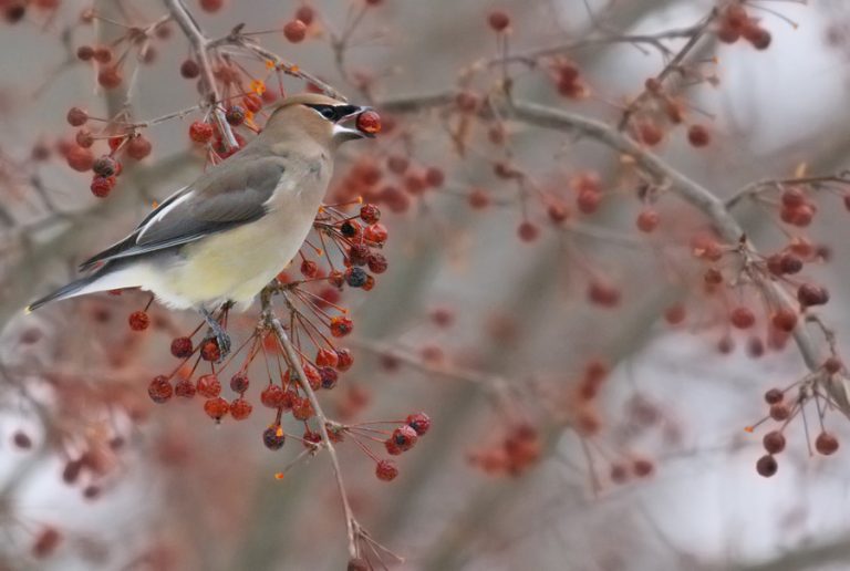 Cedar Waxwing feeding on fruit.