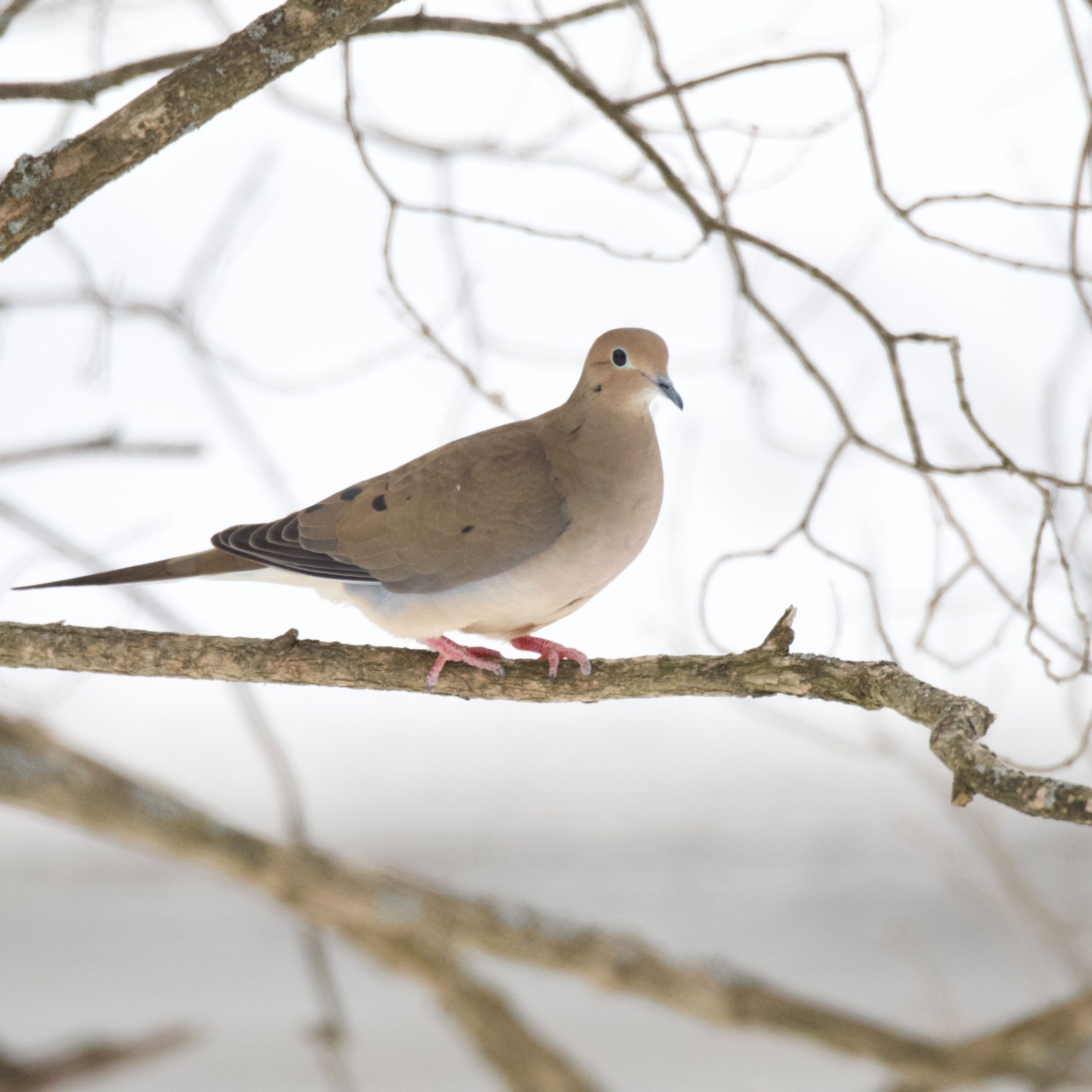 Mourning Dove perched on a branch.