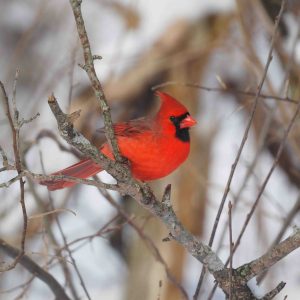 Northern Cardinal in some shrubs.