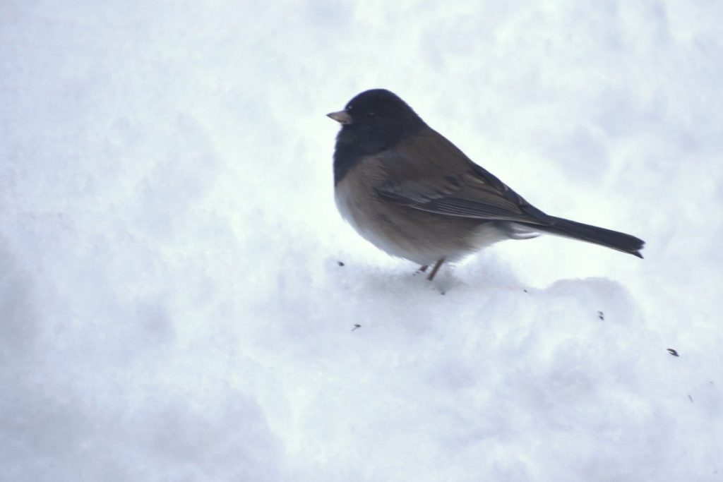 Rare Oregon Dark-eyed Junco in a New Hampshire backyard.