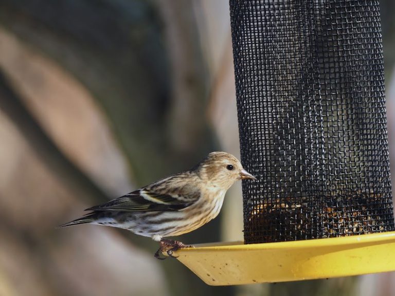 Pine Siskin perched on a bird feeder.